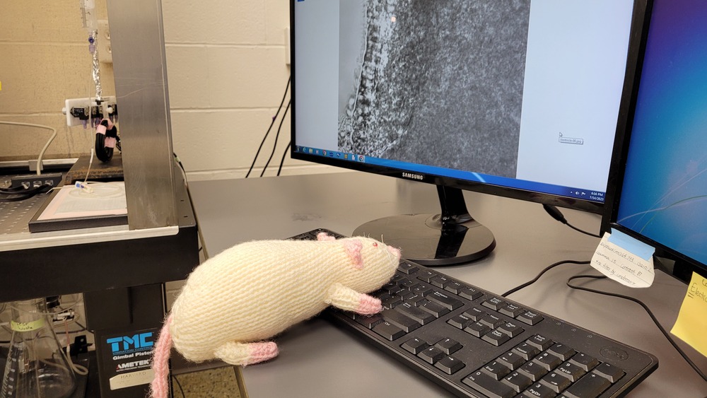 A picture of a knitted white rat sitting on a keyboard and working at a computer.