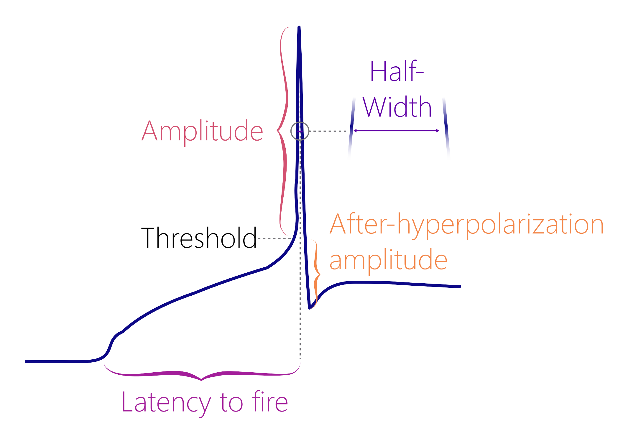 An image of an action potential with labels indicating properties such as the peak amplitude, half-width, after-hyperpolarization, and latency to fire.