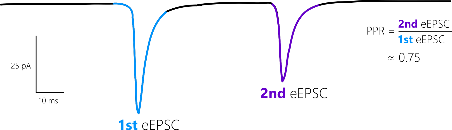 A sketch showing a horizontal line with two downward-pointing peaks separated by a short distance. These are the two evoked currents.