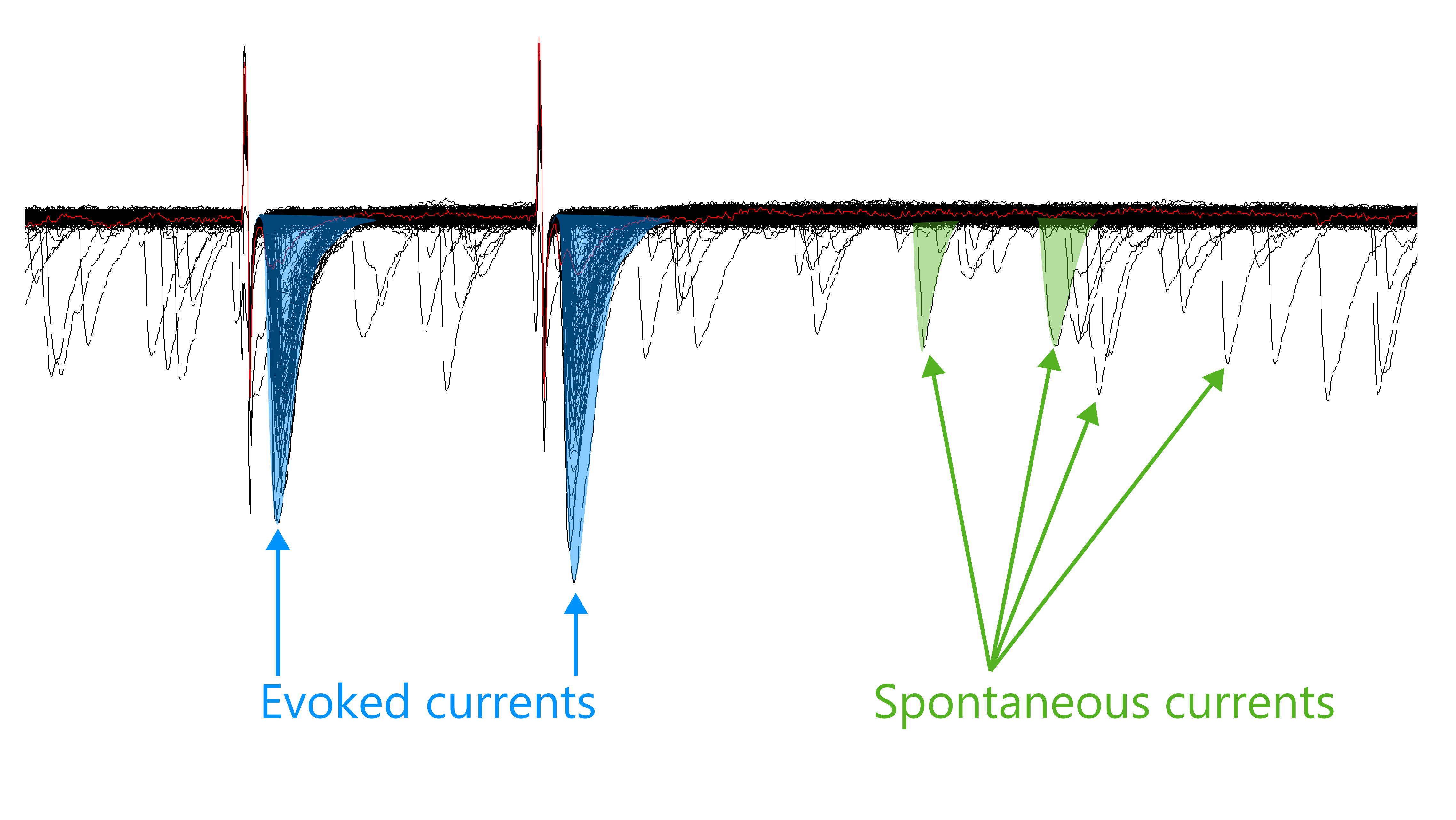 A screenshot of a recording with evoked currents highlighted in blue, and spontaneous currents highlighted in green.